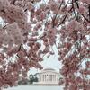 Washington DC Cherry Blossoms, Washington DC, United States with Jefferson Memorial in the background